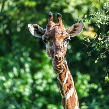 The giraffe, Giraffa camelopardalis is an African mammal