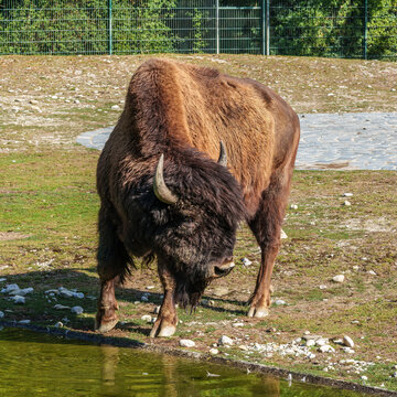 American buffalo known as bison, Bos bison in a german park