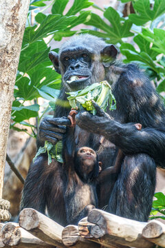 A cute Common Chimpanzee baby holding on to her mother. Pan troglodytes, popular great ape from African forests