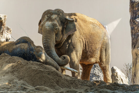 The Asian elephant, Elephas maximus also called Asiatic elephant