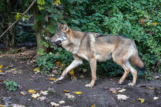 European Grey Wolf, Canis lupus in a german park