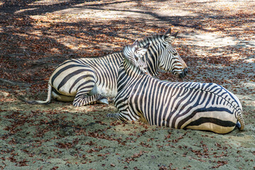 Naklejka premium Hartmann's Mountain Zebra, Equus zebra hartmannae. An endangered zebra
