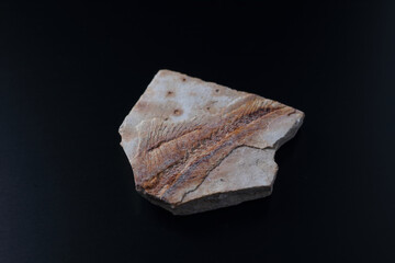Lycoptera fossil © SHELL