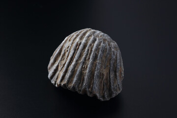 Goniorhynchia fossil © SHELL