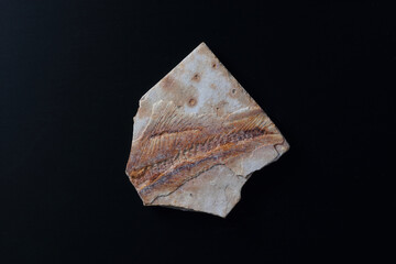 Lycoptera fossil © SHELL