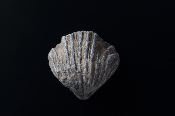 Goniorhynchia fossil © SHELL