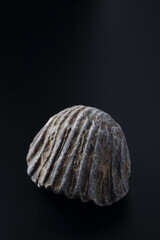 Goniorhynchia fossil © SHELL