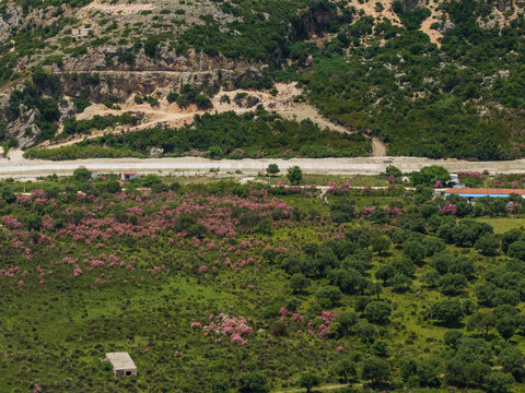 Aerial view of blooming pink oleander bushes and lush green olive groves nestled against rocky hillsides in Qeparo Fushe, Vlore County, Albania.