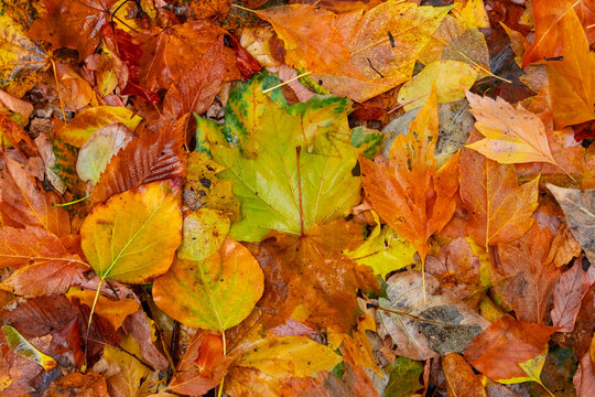 Autumn foliage covering forest floor with vibrant fall leaves