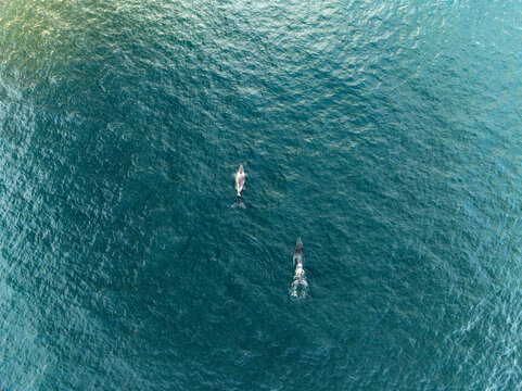 Aerial view of two whales swimming in the deep blue waters of the Pacific Ocean in Los Barriles, Baja California Sur, Mexico.