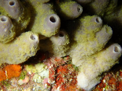 Tube sponge with multiple oscula on colorful reef surface (marine invertebrate macro)