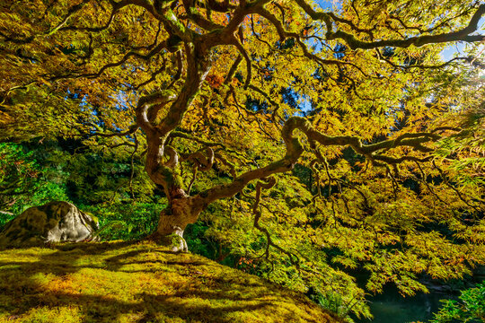 Japanese maple tree showing vibrant autumn foliage in Portland Japanese Garden