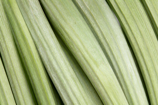 Fresh Cardoon Ribs Natural Linear Food Texture