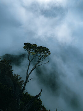 Mountain Beech atau secara ilmiah dikenal sebagai Nothofagus cliffortioides (atau Fuscospora cliffortioides).