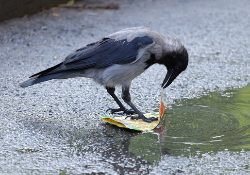 Standing on the wet asphalt near a puddle, the crow is trying to open the pouch with its beak
