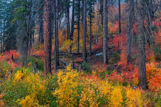 Forest trees displaying vibrant autumn fall foliage colors