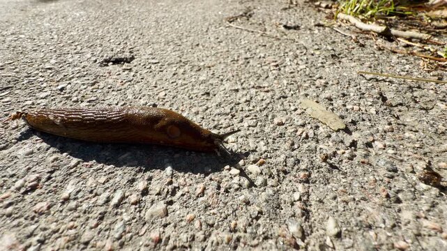 A brown slug crawls slowly across a rough asphalt path. This peaceful scene evokes a calm, cozy feeling of serene nature and quiet solitude.