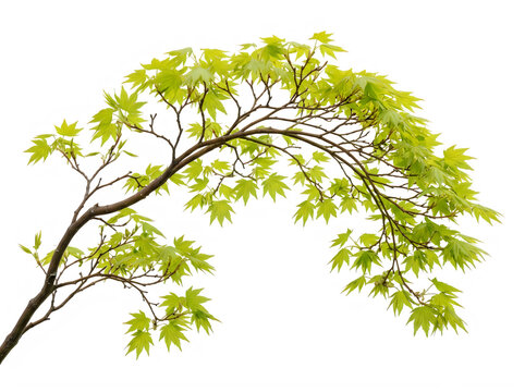 Japanese maple tree branch with vibrant fresh green leaves isolated on transparent background for botanical decor.