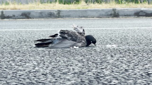A dead pigeon lies lifeless on an asphalt road. This tragic scene evokes a sad, gloomy feeling of loss and sorrow.