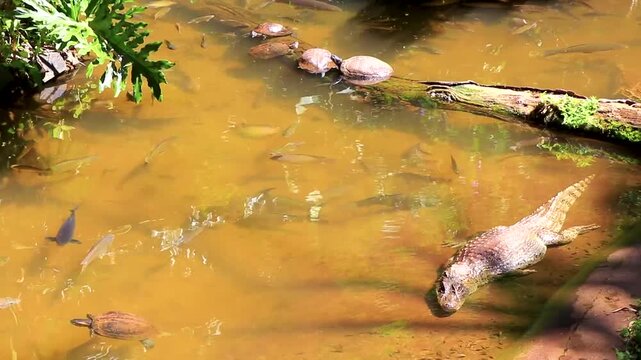 Alligator resting in tropical river beside turtles at Iguacu Brazil.