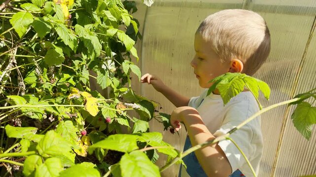 A young boy picks fresh raspberries from lush green bushes. The curious child gently gathers fruit inside a sunny greenhouse. This peaceful scene feels joyful, innocent, and heartwarming.