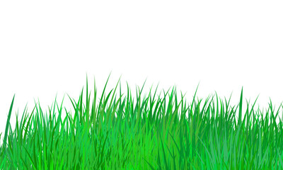 Obraz premium Fresh green grass blades isolated on transparent background for design and nature projects