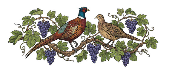 Fototapeta premium Pair of pheasants perched on grapevines with fruit