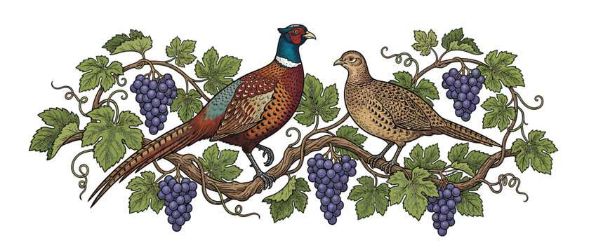 Pair of pheasants perched on grapevines with fruit