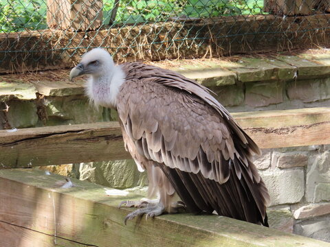 white tailed eagle