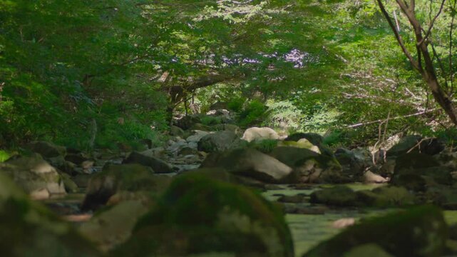 清流の流れ