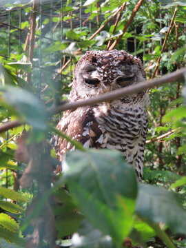 great horned owl