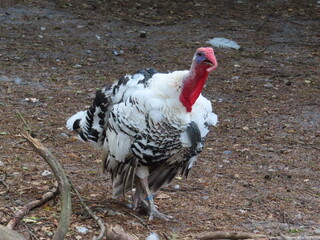 free range chicken © LegusPic