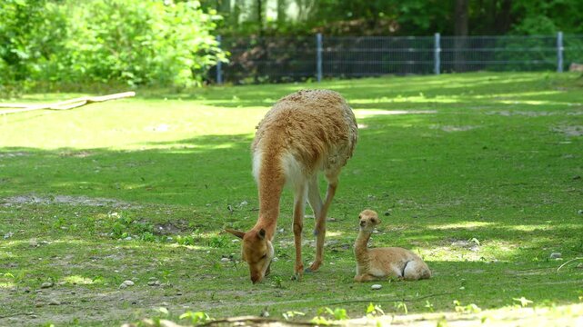 Baby Vicuna, Vicugna Vicugna, relatives of the llama which live in the high alpine areas of the Andes