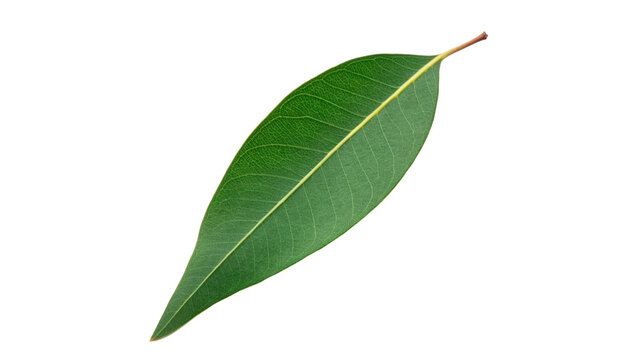 Single fresh vibrant long green eucalyptus leaf with detailed natural veins isolated on transparent background