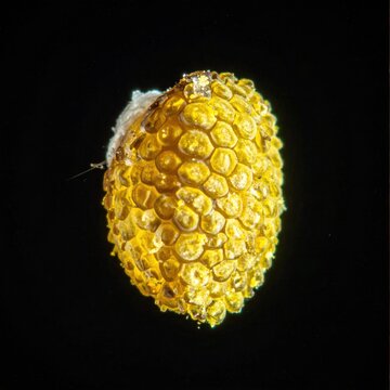Macro view of yellow organic honey bee comb structure.