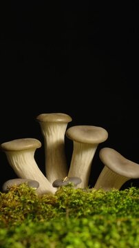 Time-lapse of a cluster of white mushrooms sprouting rapidly in a dark environment.