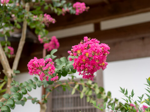 京都　嵯峨野の道沿いに咲くサルスベリの花