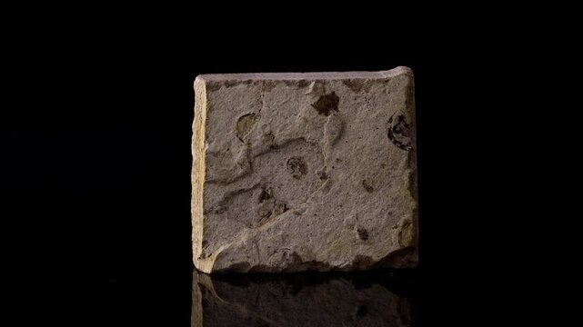 conchostraca - clam shrimp fossil