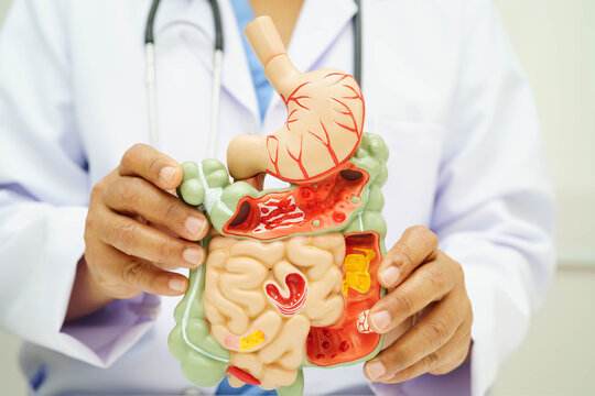 Digestive system with stomach and intestine, Asian doctor holding human anatomy model for study diagnosis and treatment in hospital.