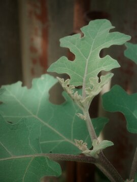 The young shoots of the eggplant plant have deeply lobed leaves with a slight hairy covering on the stem and leaves
