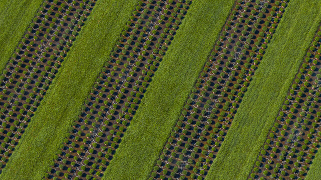 Aerial view of potted plants arranged in precise rows at a commercial plant nursery with geometric planting patterns, green grass strips, and irrigation lines in Loriol-sur-Drome, France.