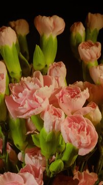 Beautiful time-lapse of a flower bouquet blooming and opening petals, elegant flora growth.