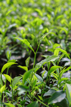 Macro Close Up of Young Fresh Green Tea Sprout Leaves in Garden