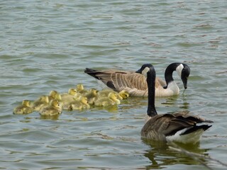 Canada geese swim peacefully in the rippling water alongside a large group of tiny yellow goslings. © GFX Footage 