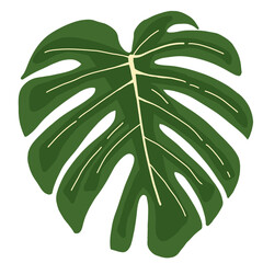 Lush green monstera leaf with elegant, deep veining © MinaZakiyya
