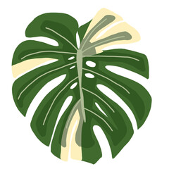 Thai constellation monstera leaves with deep green tones and creamy yellow highlights © MinaZakiyya
