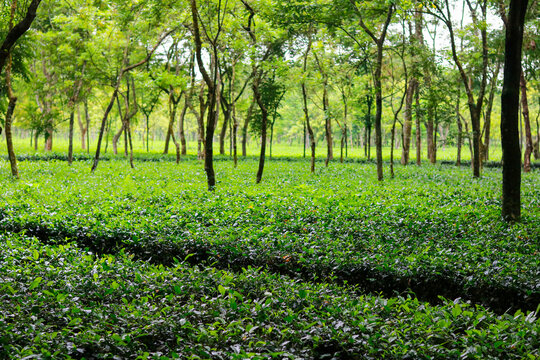Scenic Green Tea Estate Garden Field with Tall Shade Trees in Sunlight
