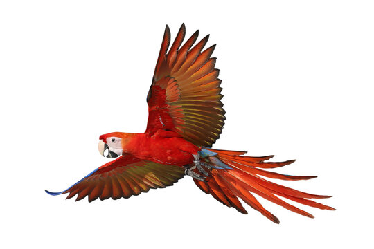 Colorful flying Scarlet Macaw parrot isolated on transparent background png file