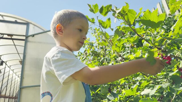 A young boy reaches to pick red berries from a lush green bush in a sunny garden. This peaceful scene evokes a happy, cozy feeling of childhood discovery and joyful nature exploration.
