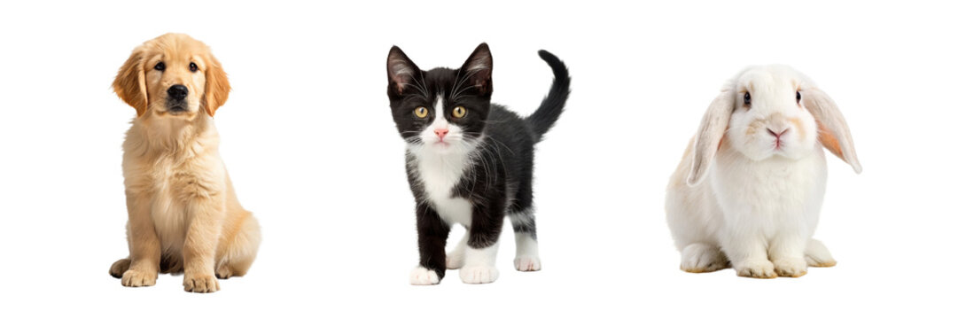 Pet collection with golden retriever puppy kitten rabbit and companion animals for pet care marketing